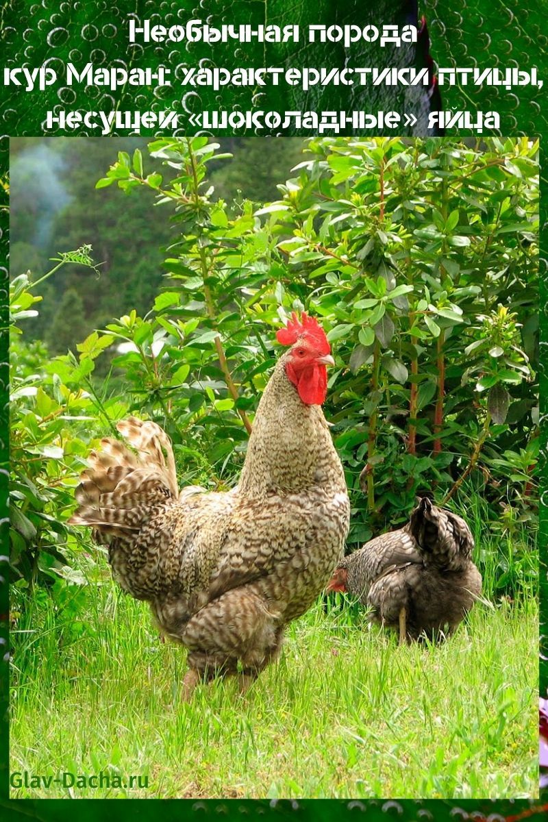 race de poulets Maran caractéristiques