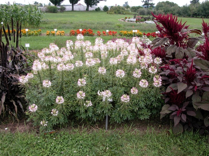 où planter de la colle