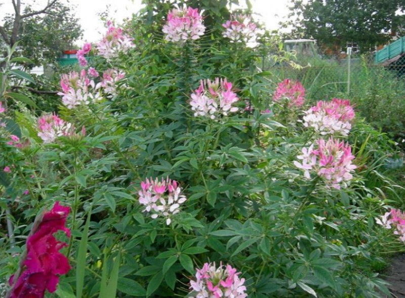 plantation de cléoma et entretien d'une fleur dans le jardin