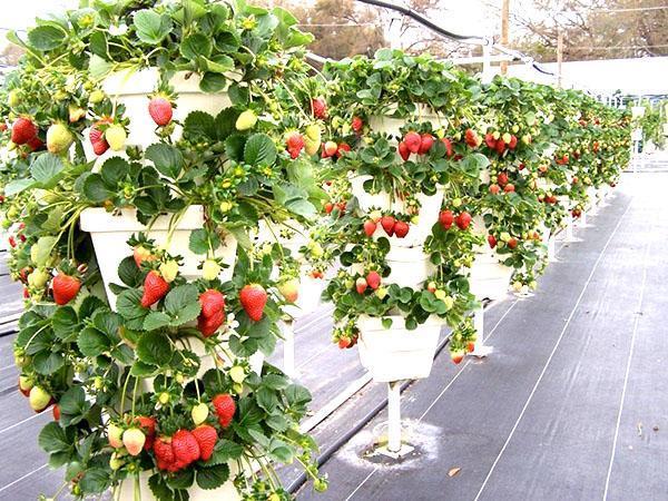 parterres verticaux pots de fleurs pour fraises