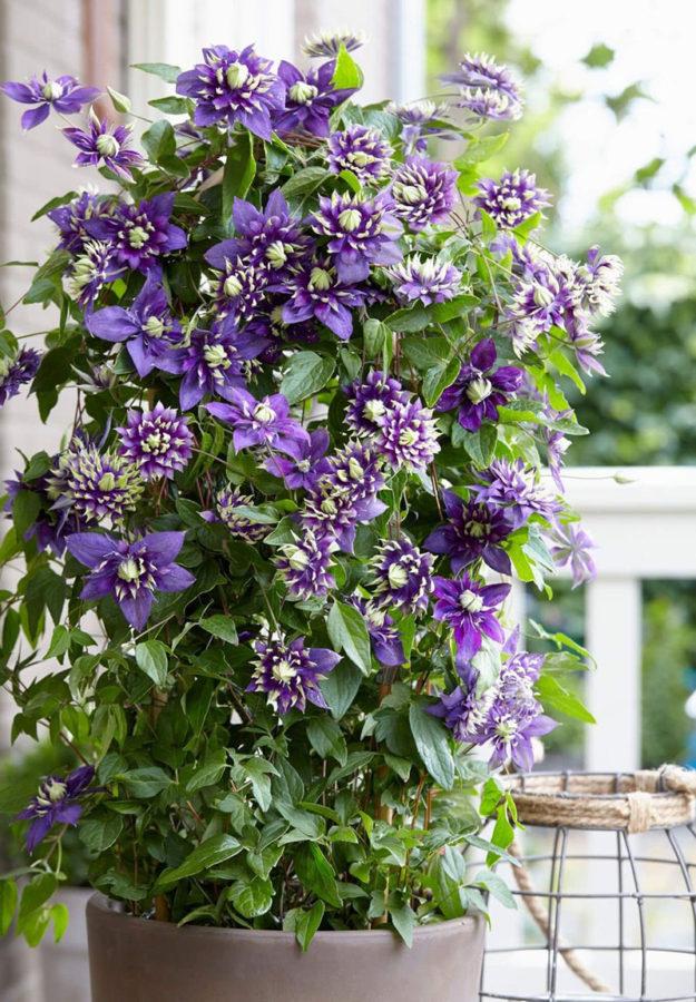 clematis taiga en la terraza