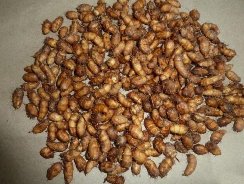 frutos de almendras de tierra