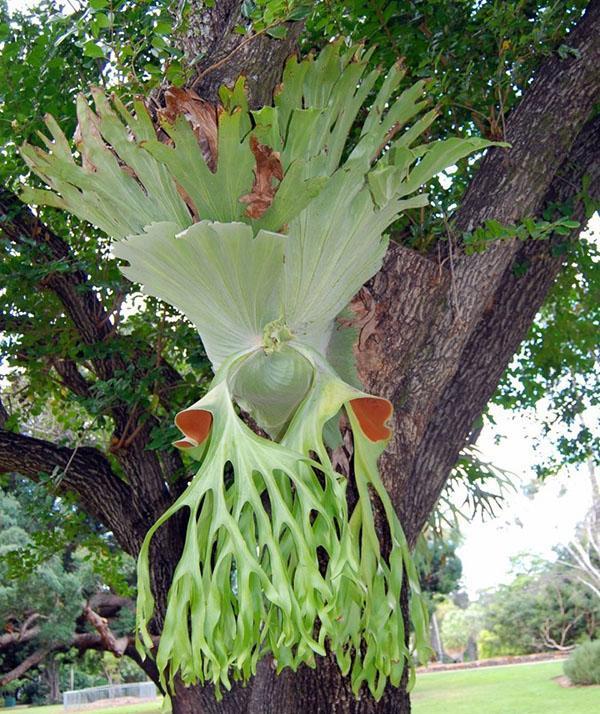 Platizerium sur un arbre