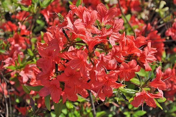 maravillosa flor de rododendro