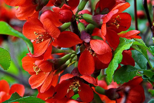 flores de chaenomeles