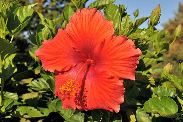 hibisco