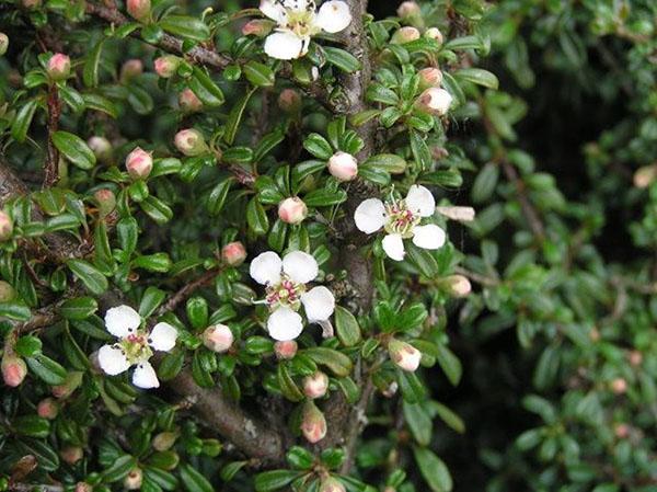 cotoneaster