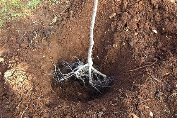 plantar plántulas de zumaque