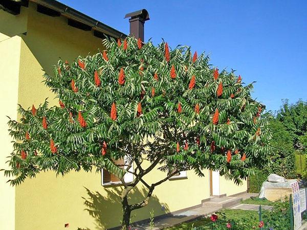 zumaque esponjoso