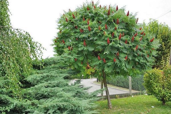 plantation et entretien des sumacs