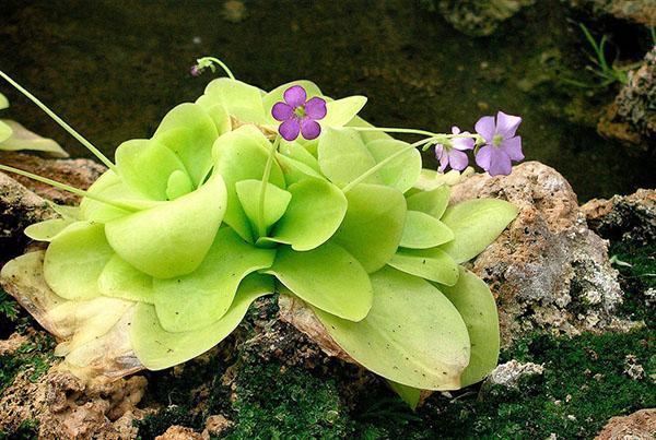 flores de zhiryanka