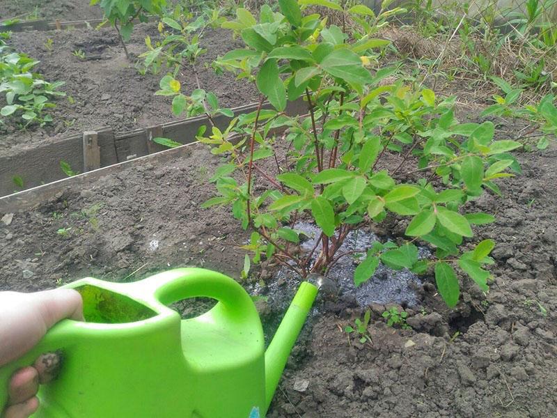 arroser le buisson