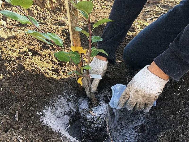 se nourrir lors de la plantation de chèvrefeuille