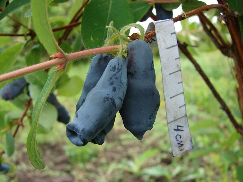 chèvrefeuille à gros fruits