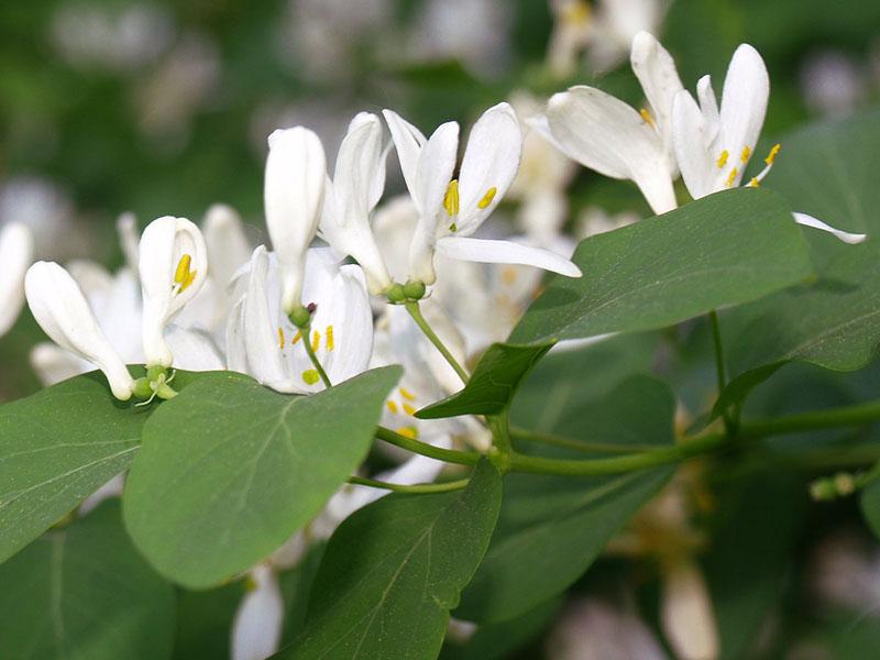 fleurs de chèvrefeuille
