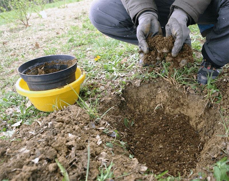 préparation d'une fosse de plantation pour le chèvrefeuille