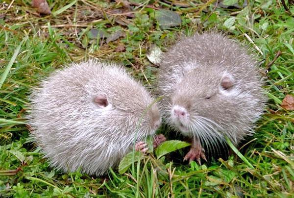 pequeña nutria