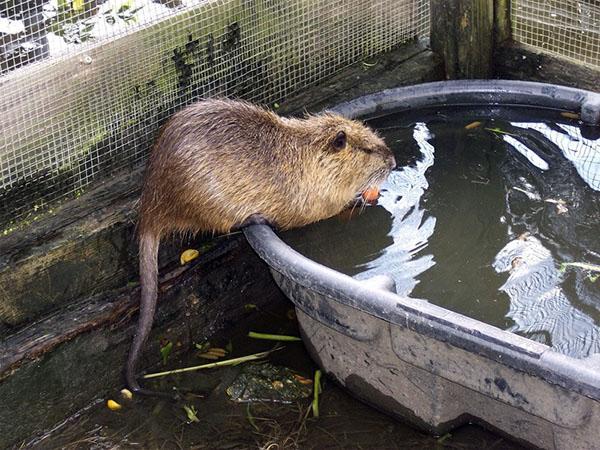 nutria nadando