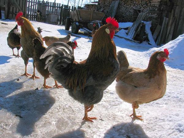 poulets marchant en hiver