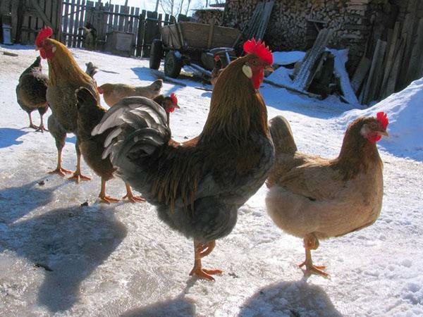 pollos caminando en invierno