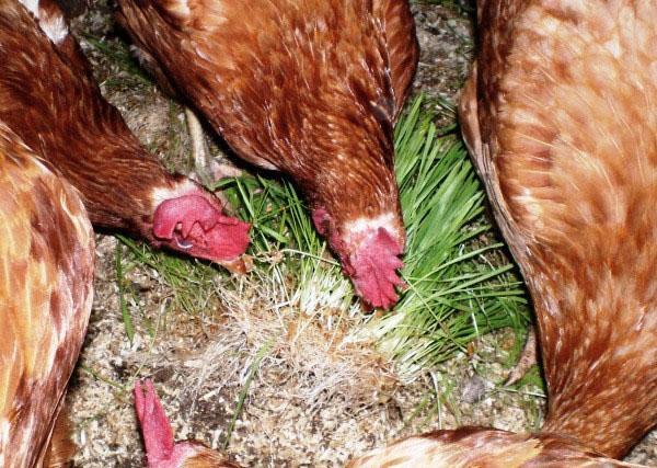 alimentation en grains germés