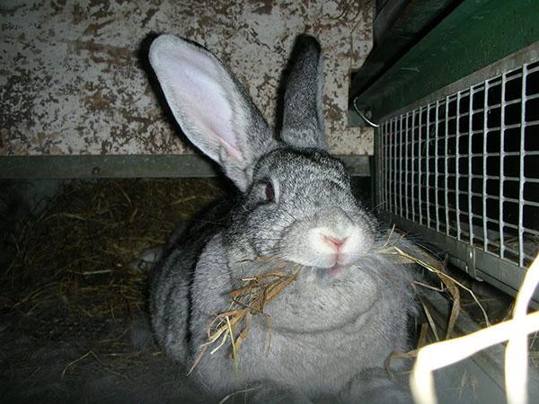 lapin se prépare pour l'agnelage