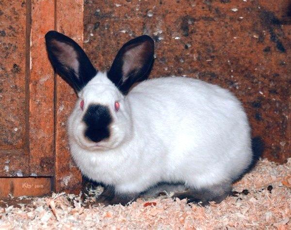 sélection d'animaux pour la reproduction