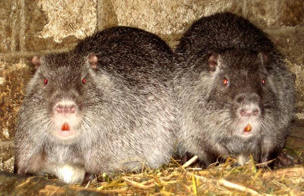 contenido de nutria en invierno