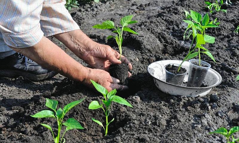 proceso de trasplante