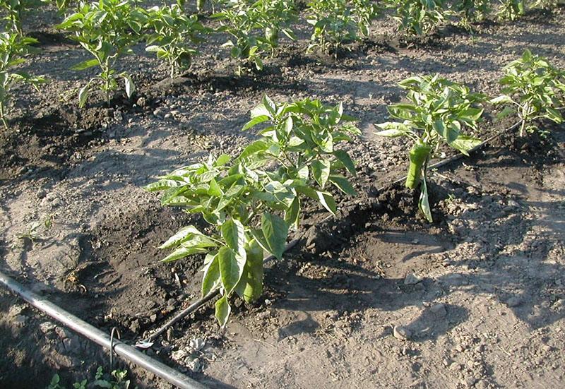 système d'irrigation des semis