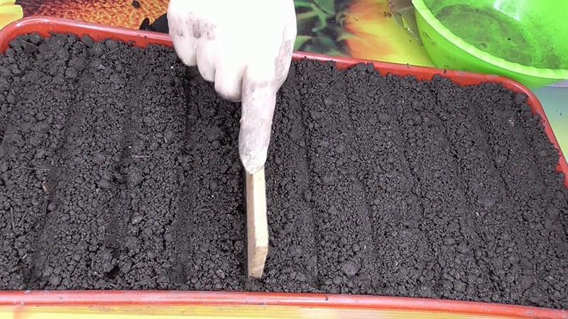 sembrar semillas en suelo nutritivo