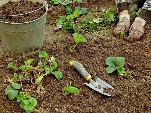 planter des fraises