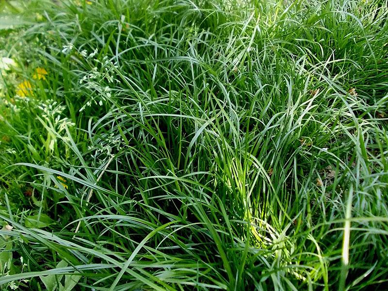 características de la festuca del prado