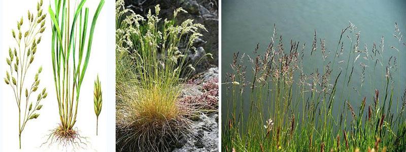 estructura de la festuca del prado