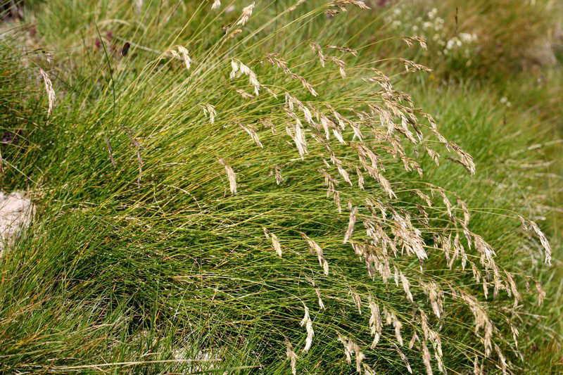 festuca del prado floreciente