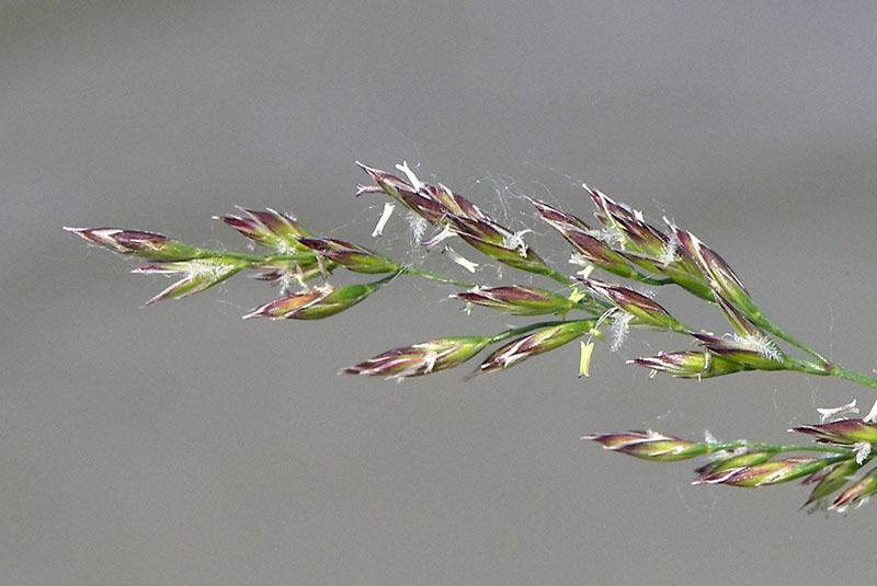 maturation des épillets