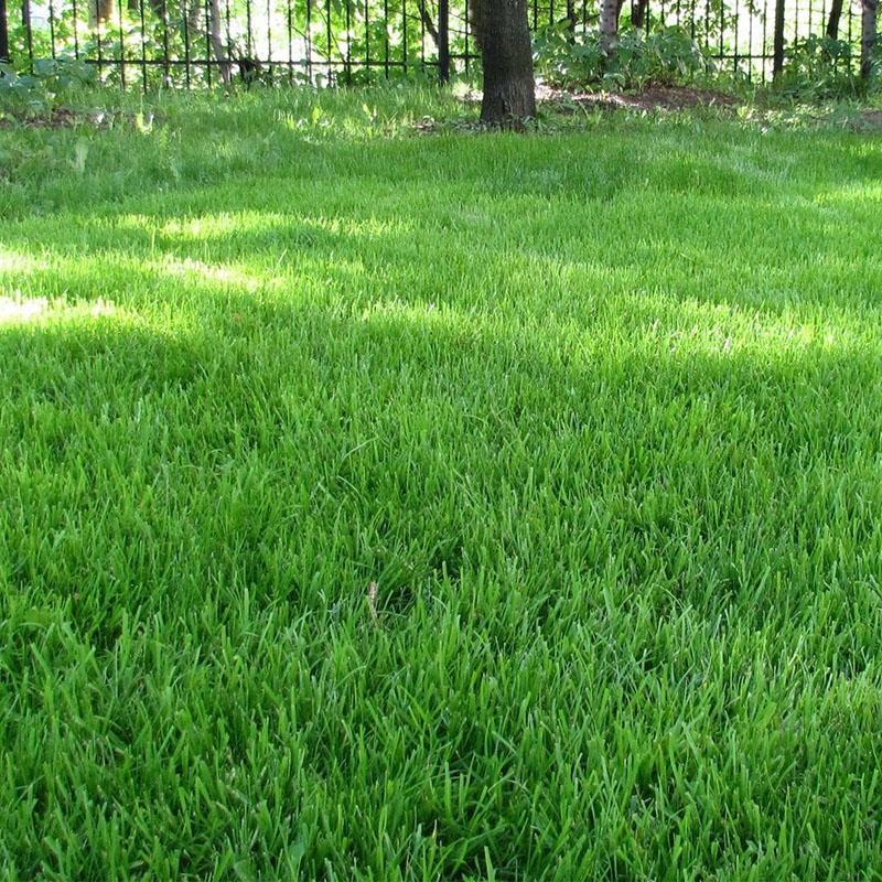 festuca del prado en el diseño del paisaje