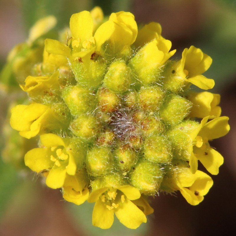 inflorescencia de remolacha