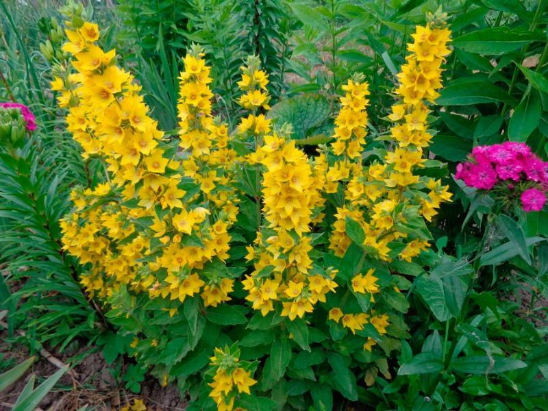 Fotos de plantación y cuidado de salicaria