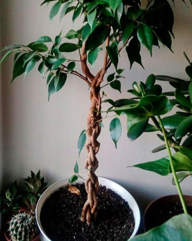 tejiendo el tallo del ficus