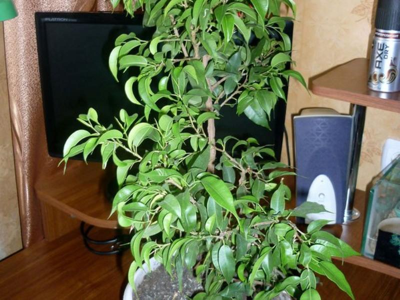 ficus natasha foto de cuidado en el hogar