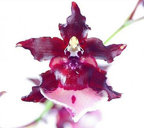 Odontoglossum Cambria Élégant