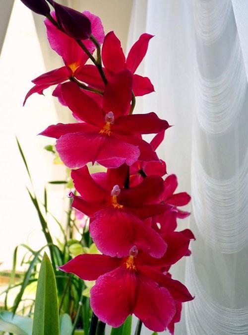 heureux avec la floraison des orchidées cambria