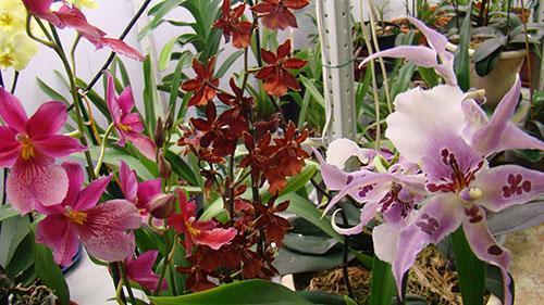 orchidée cambria dans toute sa splendeur