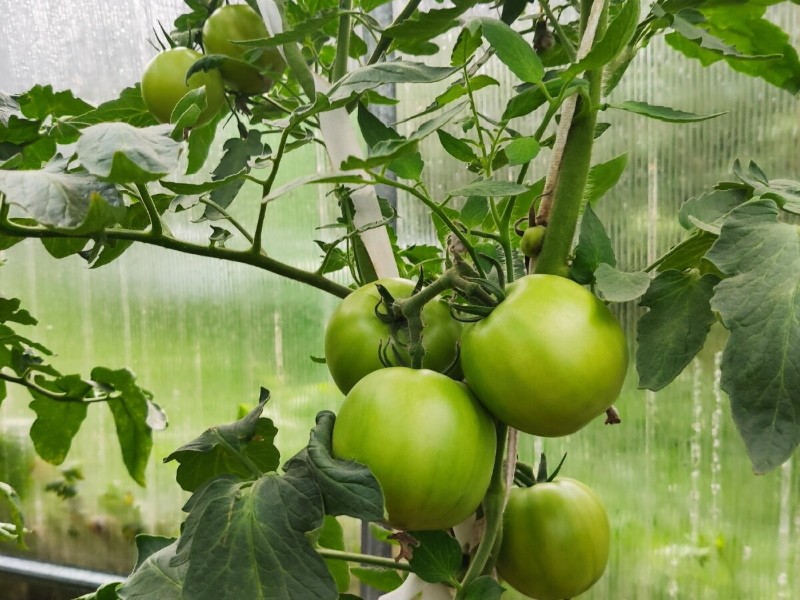 características de las variedades de tomates muñeca masha