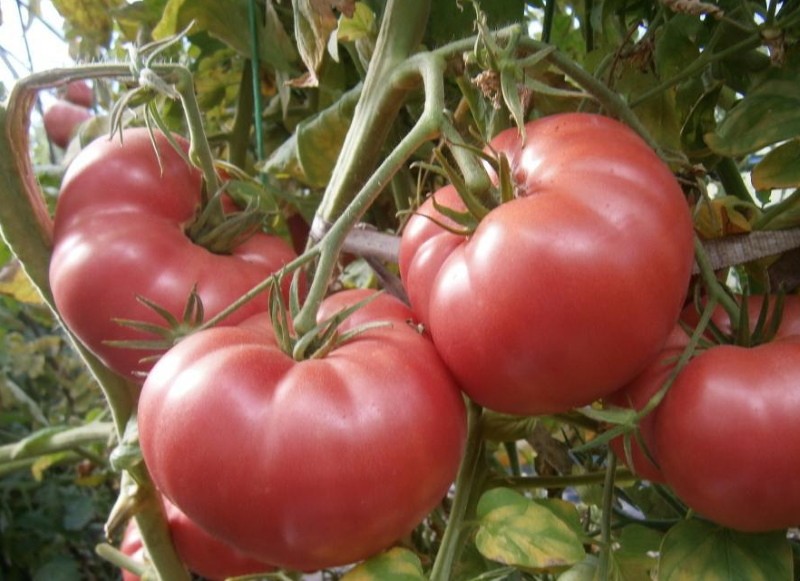 avantages et inconvénients de la poupée de tomate masha
