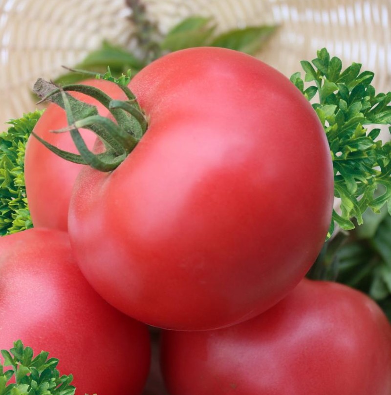 poupée tomate masha F1