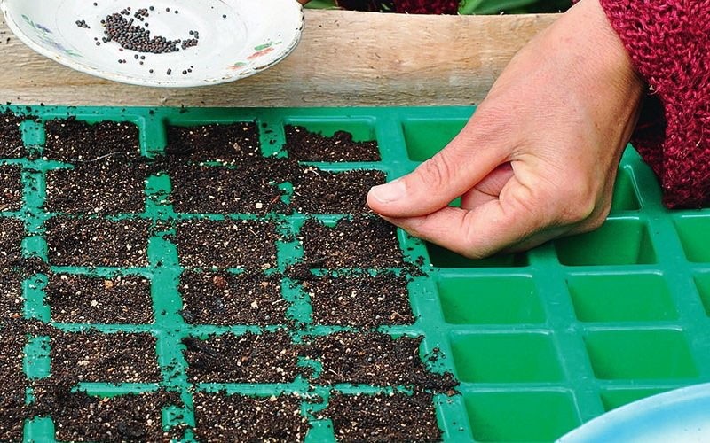 sembrando semillas para el cultivo de plántulas