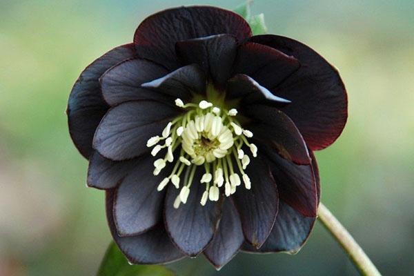 fleur d'hellébore noire