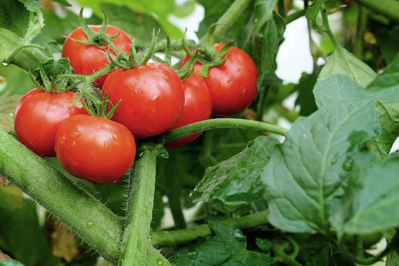 explosión de variedad de tomate maduro temprano